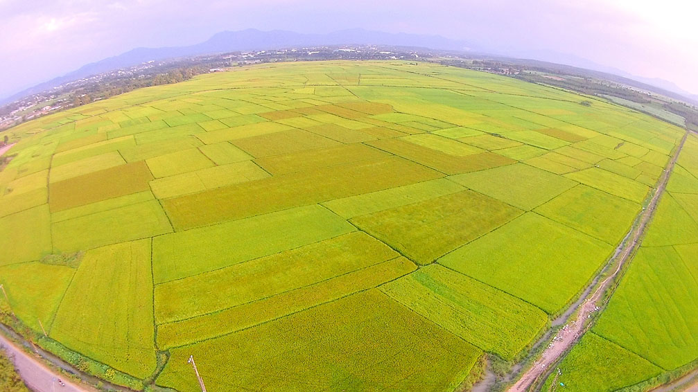 Cánh đồng lúa chín vàng sắp vào mùa gặt tại Kon Tum